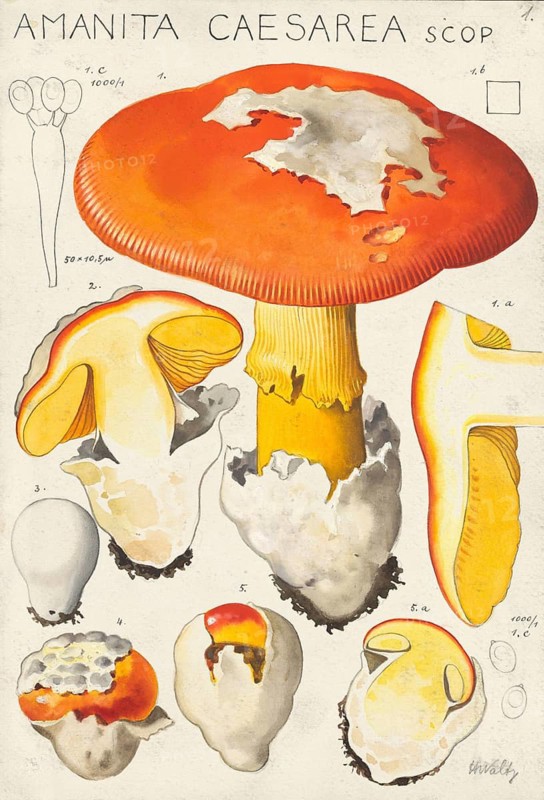 Mushroom, mushrooms, Emperor mushroom, Amanita caesarea, also known as Emperor mushroom or Orange-yellow mushroom, authentic reproduction of an illustration by Hans Walty (1868-1948) from about 1915, historical