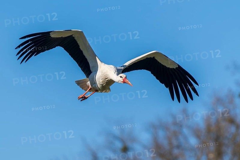 A stork flies majestically through the bright blue sky, white stork (Ciconia ciconia), wildlife, Germany