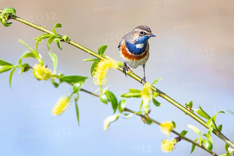 Bluethroat (Luscinia svecica cyanecula) ml Germany