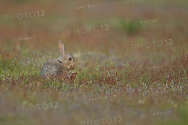 Rabbit (Oryctolagus cuniculus) adult animal sitting amongst flowers in grassland, Suffolk, England, United Kingdom
