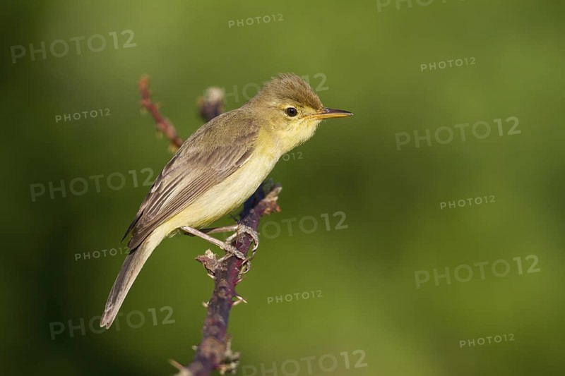 Melodious Warbler (Hippolais polyglotta) male, Rhineland-Palatinate, Germany