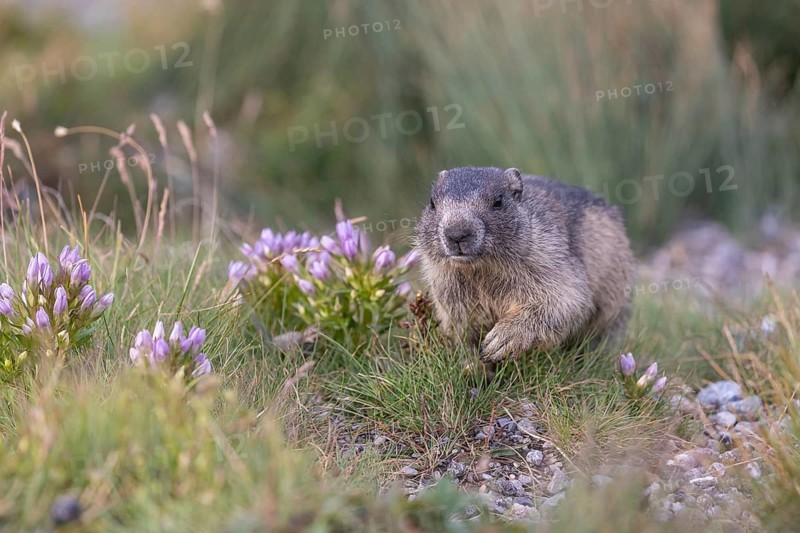 One young Alpine Marmot, Marmota marmota, sitting on green grass with some blooming herbs