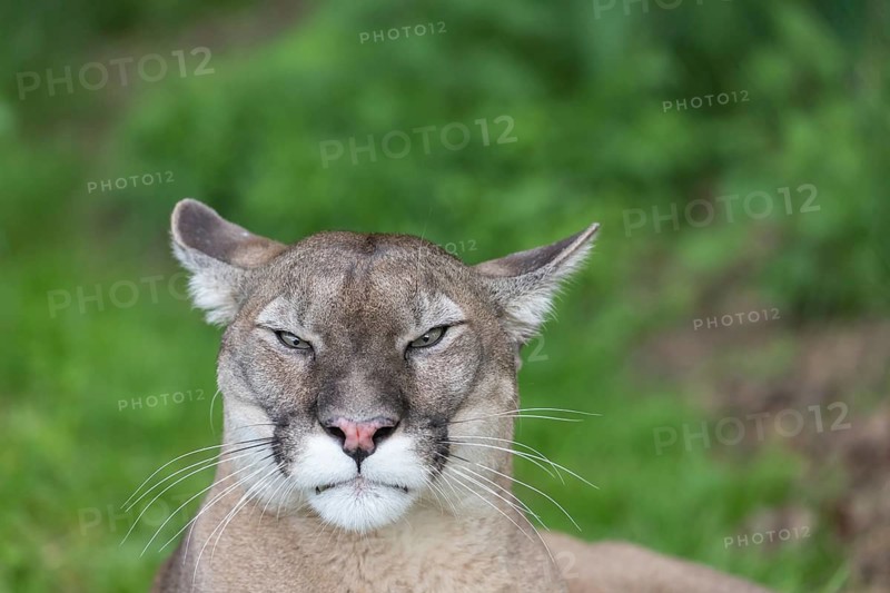 One male cougar, Puma concolor, frontal portrait with green vegetation in the background
