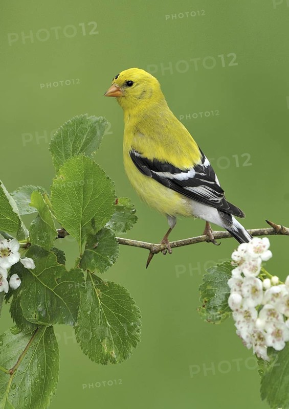 American Goldfinch (Spinus tristis) male, British Columbia, Canada