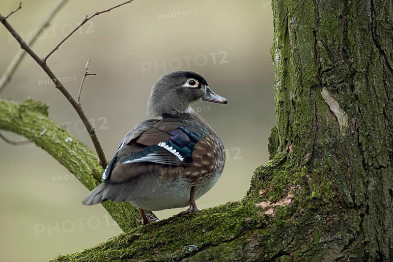 Wood Duck (Aix sponsa) female, North Rhine-Westphalia, Germany