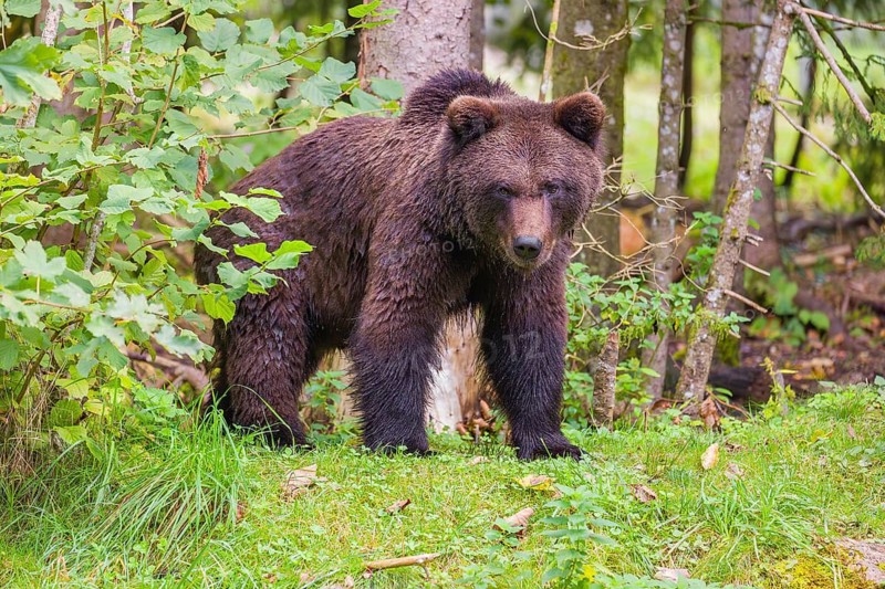 A young male Eurasian brown bear (Ursus arctos arctos) stands on a forest edge