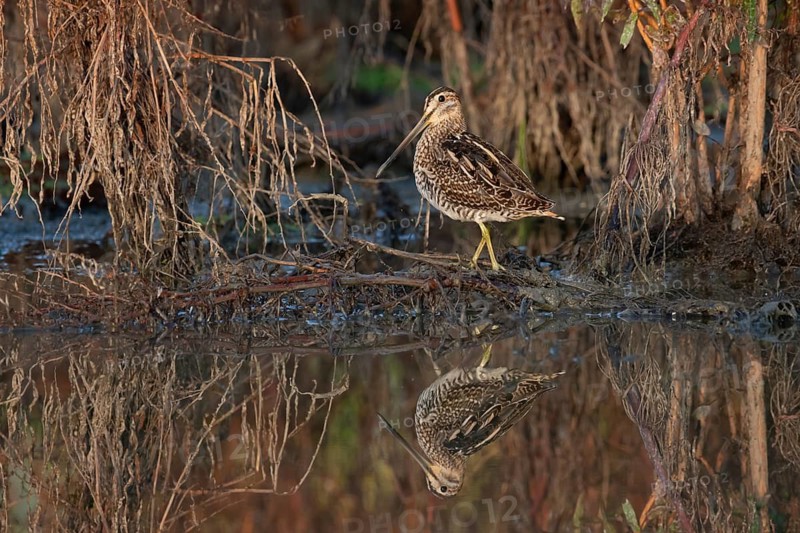 Common Snipe (Gallinago gallinago) foraging, Saxony, Germany