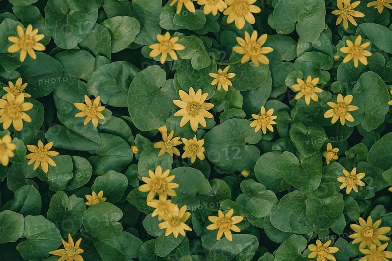A captivating view of vibrant yellow lesser celandine flowers set against lush green leaves. This image beautifully captures the natural symmetry and charm of springtime flora