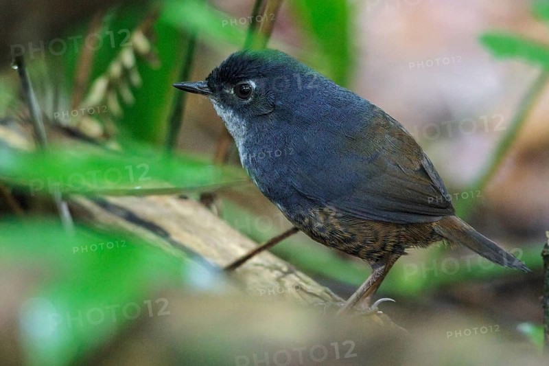 White-breasted Tapaculo (Eleoscytalopus indigoticus) on the ground in the Atlantic rainforest of southeast Brazil