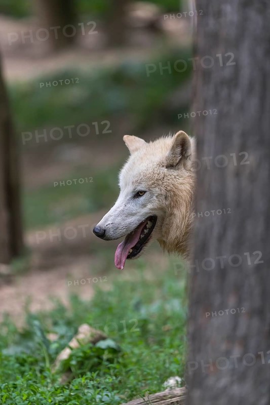 One Arctic wolf (Canis lupus arctos) hiding behind a tree, only the head can be seen
