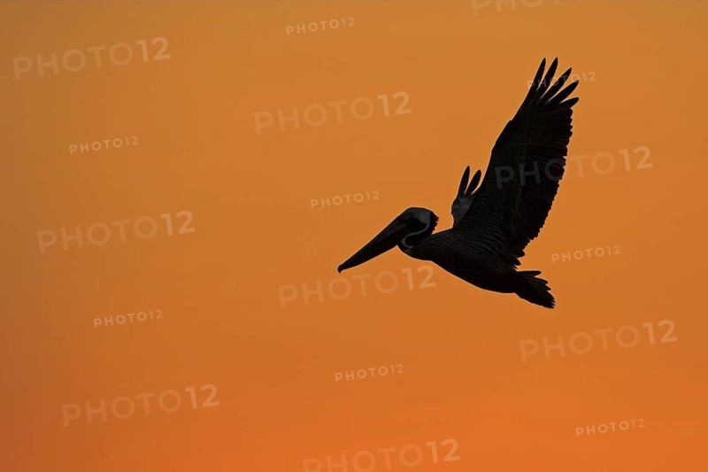 Brown Pelican (Pelecanus occidentalis), Florida, USA