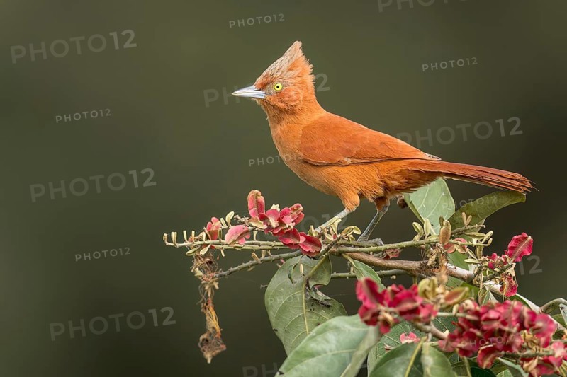 Grey-crested Cachalote (Pseudoseisura unirufa) perched on a branch in the Pantanal of Brazil