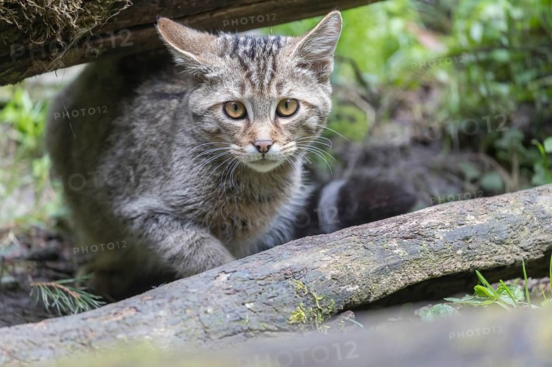 One young european wildcat, Felis silvestris silvestris, sitting behind a log in green vegetation on the ground