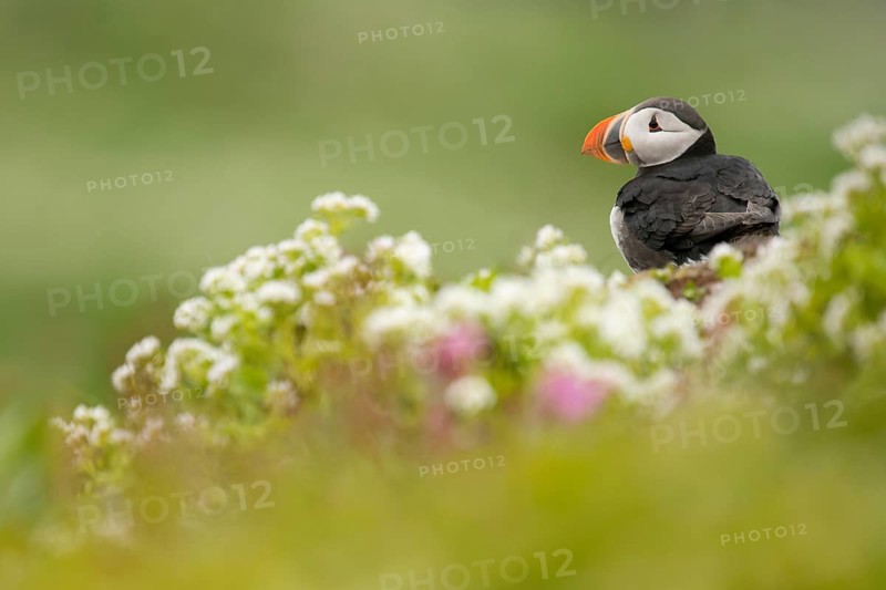 Atlantic Puffin (Fratercula arctica), Varanger, Norway