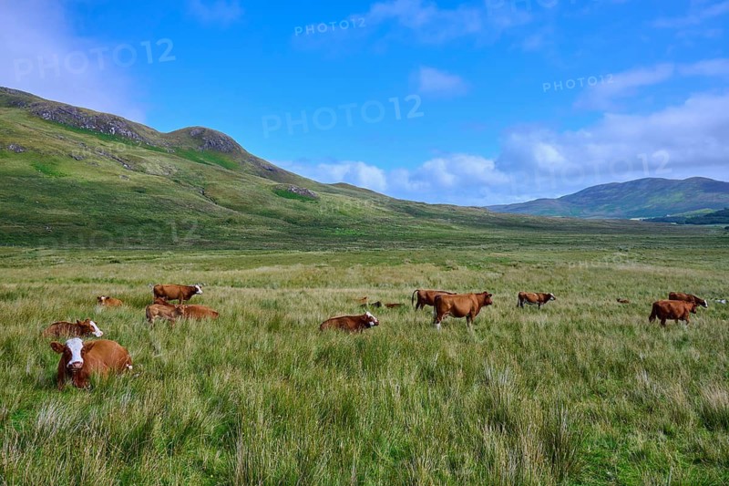 A flock of cattle graze peacefully under a bright blue sky surrounded by rolling hills, Elgol, Isle of Skye, Scotland, United Kingdom, Great Britain