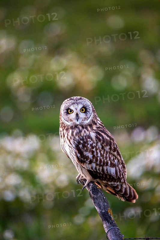 Short-eared Owl (Asio flammeus), Andalusia, Spain