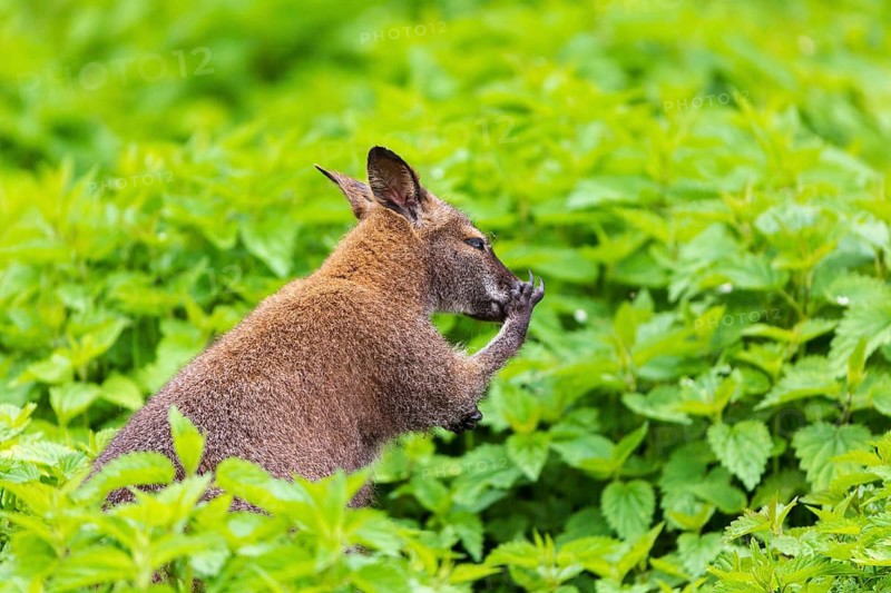 Red-necked wallaby or Bennett's wallaby (Macropus rufogriseus) sits amidst of a field of stinging nettle
