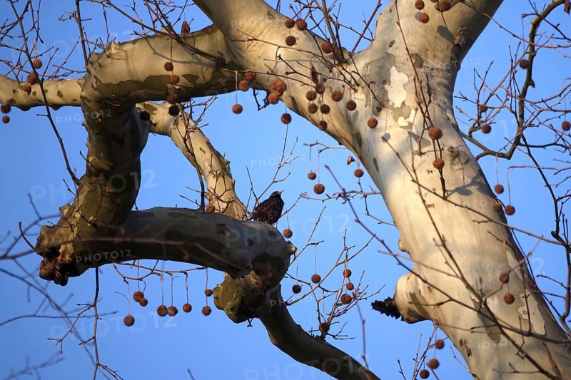 Star on a tree, winter, Germany