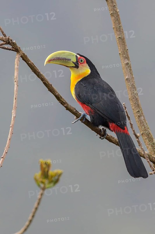 Red-breasted Toucan (Ramphastos dicolorus) perched on a branch in the Atlantic rainforest of southeast Brazil