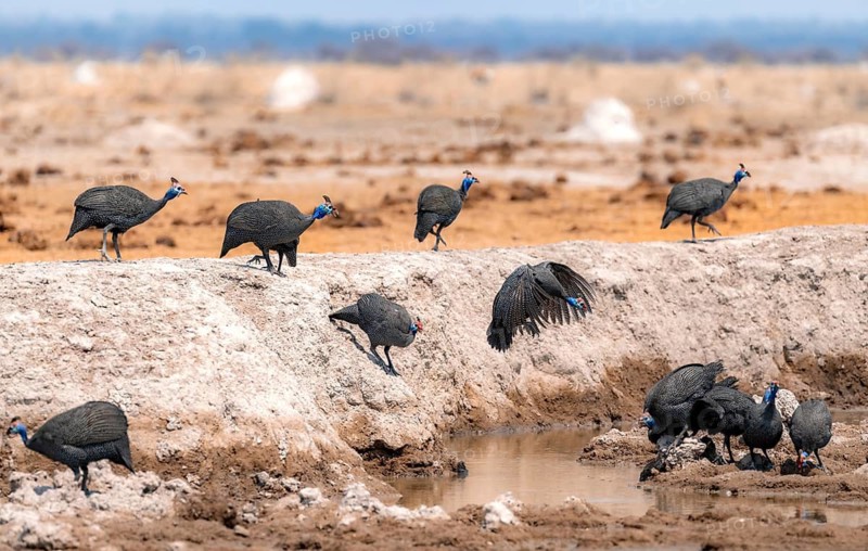 Helmeted guinea fowl (Numida meleagris), group at the waterhole, guinea fowl in flight, Nxai Pan National Park, Botswana Botswana