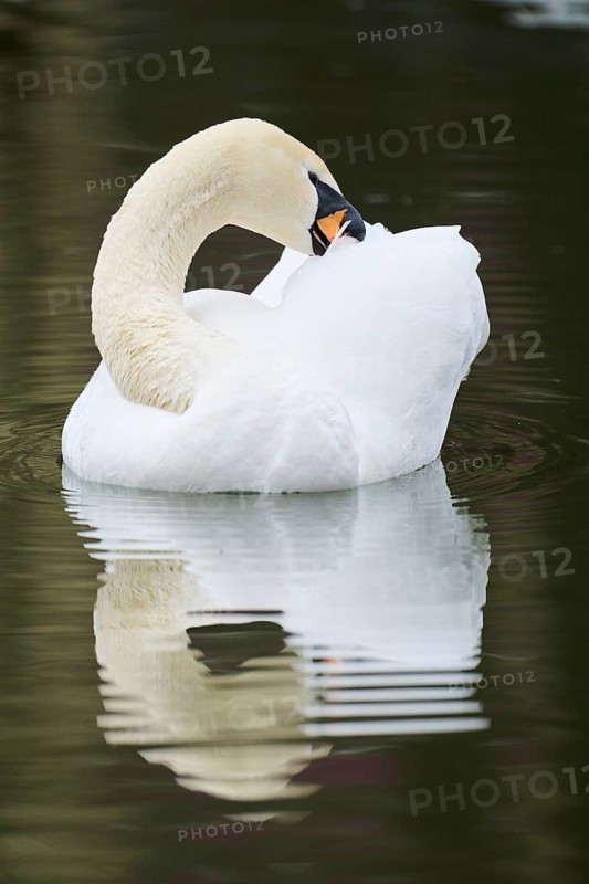 Mute swan (Cygnus olor) swimming in a lake, Bavaria, Germany Europe