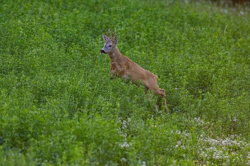 Roe deer (Capreolus capreolus) Buck rutting Germany