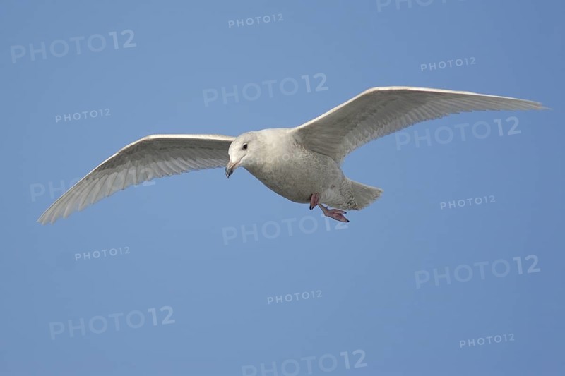 Glaucous Gull (Larus hyperboreus) flying, Hokkaido, Japan