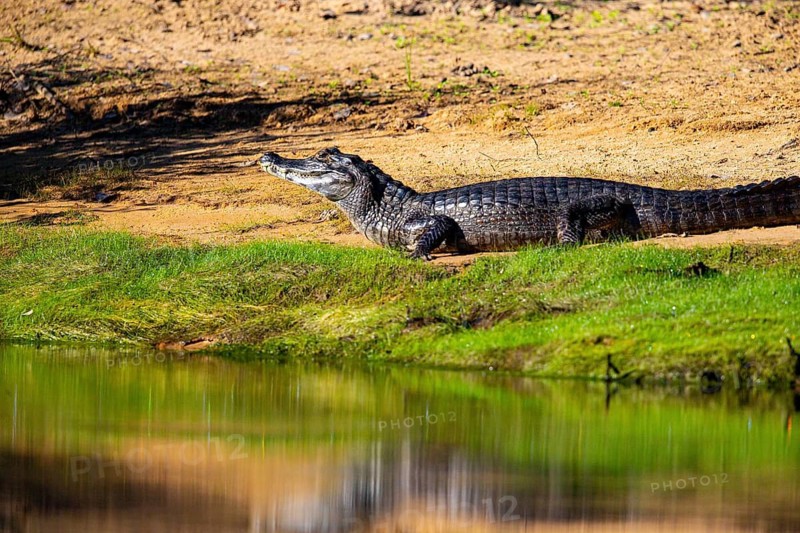 Spectacled caiman (Caiman crocodilius) Pantanal Brazil