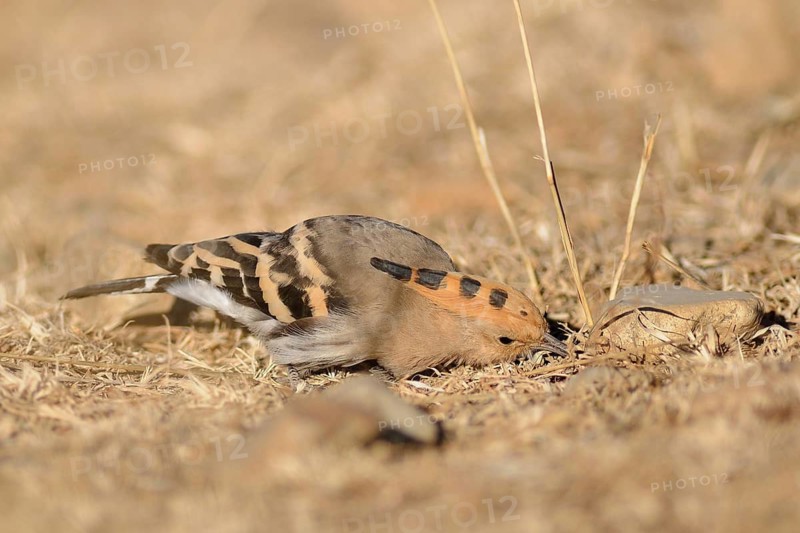 Eurasian Hoopoe (Upupa epops) foraging, Tibet, China