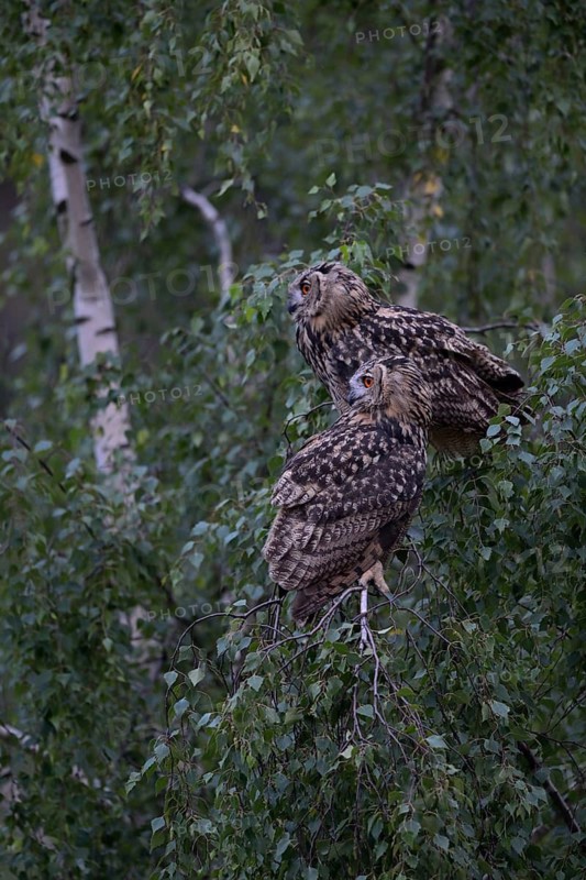 Eurasian Eagle-Owl (Bubo bubo), North Rhine-Westphalia, Germany