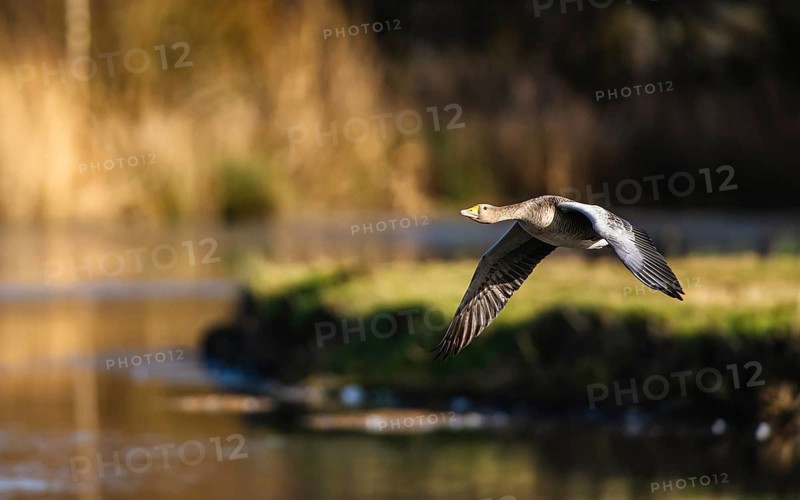 Greylag Goose, Anser anser, bird in flight over winter marshes