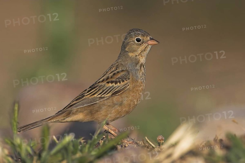 Cretzschmar's Bunting (Emberiza caesia) female, Lesvos, Greece