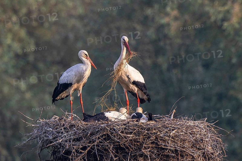 White Stork (Ciconia ciconia) adults with juveniles in nest, Netherlands