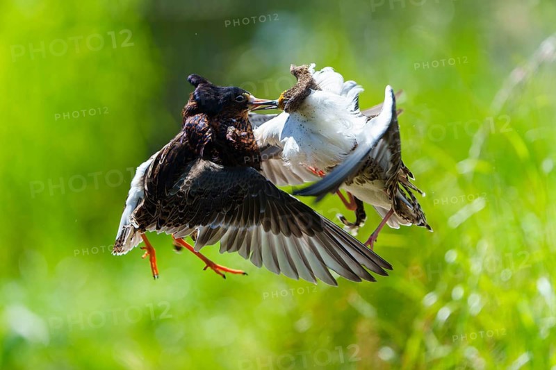 Two birds in flight, in a dynamic fight, surrounded by green nature, ruff (Calidris pugnax, Syn.: Philomachus pugnax), courtship display, France