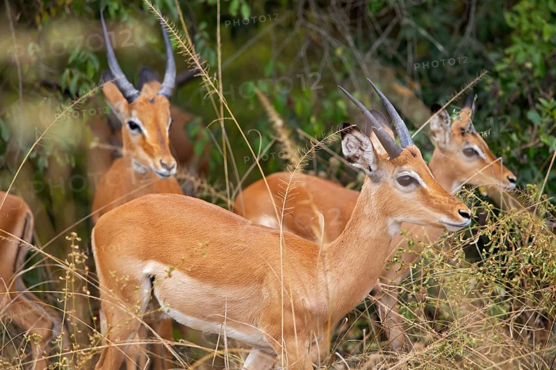 Impalas (Aepyceros), Akagera National Park or Kagera National Park, Eastern Province, Rwanda
