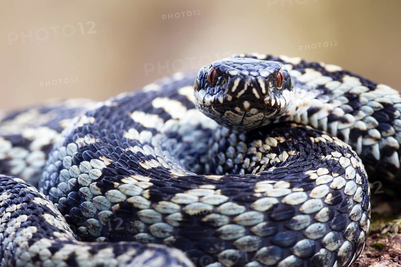 Common european adder or European viper (Vipera berus) adult snake coiled up resting, England, United Kingdom