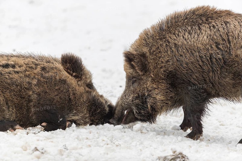 Wild boar or wild pig (Sus scrofa), walking on snowy ground, trees in the background