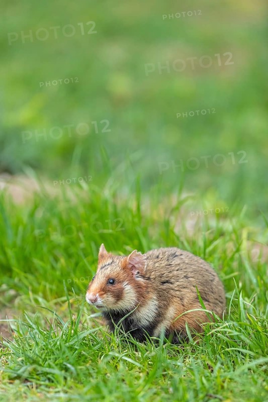 One European hamster (Cricetus cricetus), Eurasian hamster, black-bellied hamster or common hamster, sitting on fresh green grass