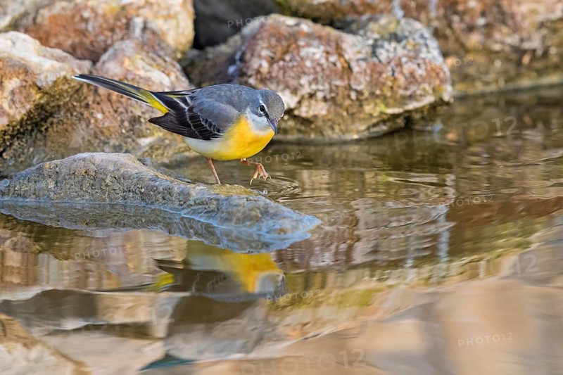 Grey wagtail, (Motacilla cinerea), biotope, animals, birds, songbird species, family of wagtails and pipits, Israel