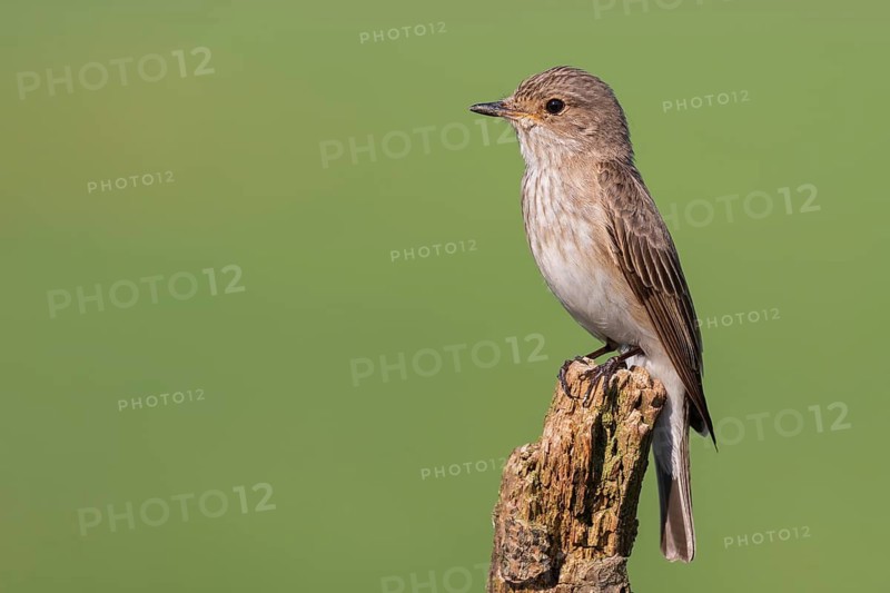 Spotted Flycatcher (Muscicapa striata) perched on a branch, Lower Saxony, Germany