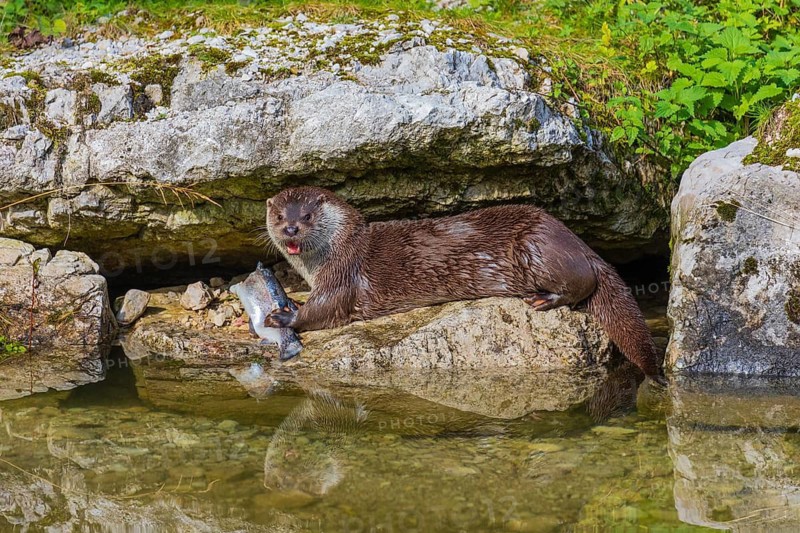 One adult Eurasian otter (Lutra lutra) sits between rocks at a river bank and eats a fish