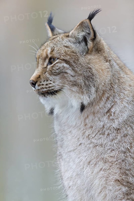 Eurasian Lynx, Eurasian Lynx, (Lynx lynx), animals, mammals, portrait, Kaiserslautern Wildlife Park, Kaiserslautern, Rhineland-Palatinate, Federal Republic of Germany