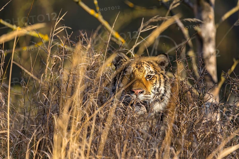 One young female Siberian Tiger, Panthera tigris altaica, hiding in tall dry grass. Early morning light