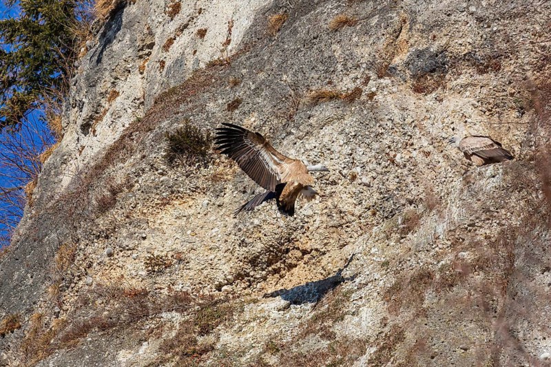 A griffon vulture (Gyps fulvus) lands in a rockfall