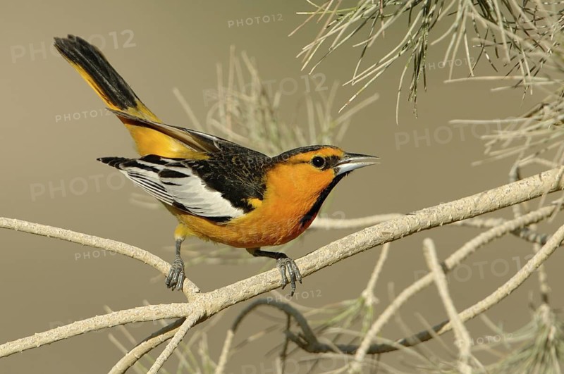 Bullock's Oriole (Icterus bullockii), Arizona, USA