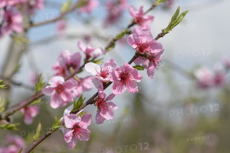 Peach (Prunus persica 'Symphonie'), HBLFA Vienna-Schönbrunn, Vienna, Vienna, Austria