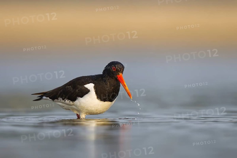 Eurasian Oystercatcher (Haematopus ostralegus) female, North Rhine-Westphalia, Germany