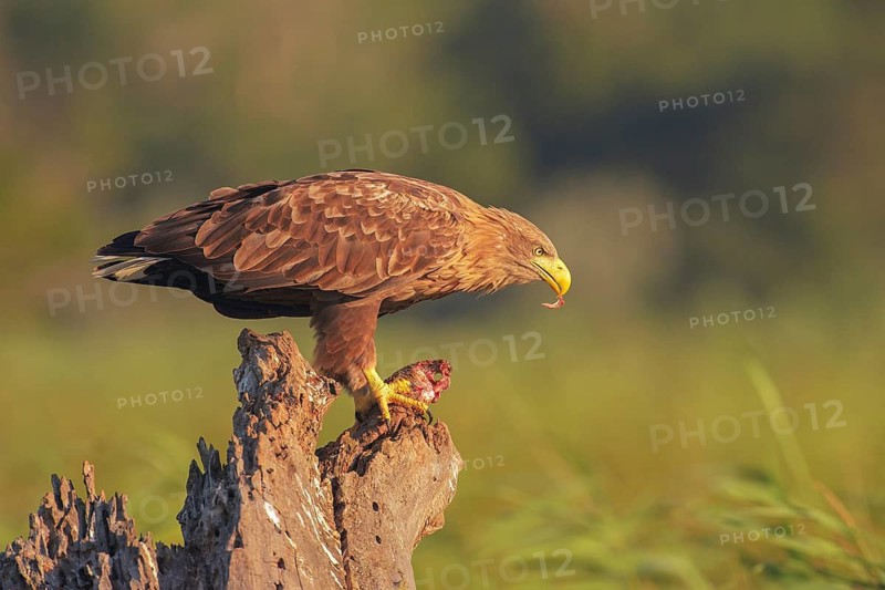 White-tailed Eagle (Haliaeetus albicilla), Danube Delta, Romania