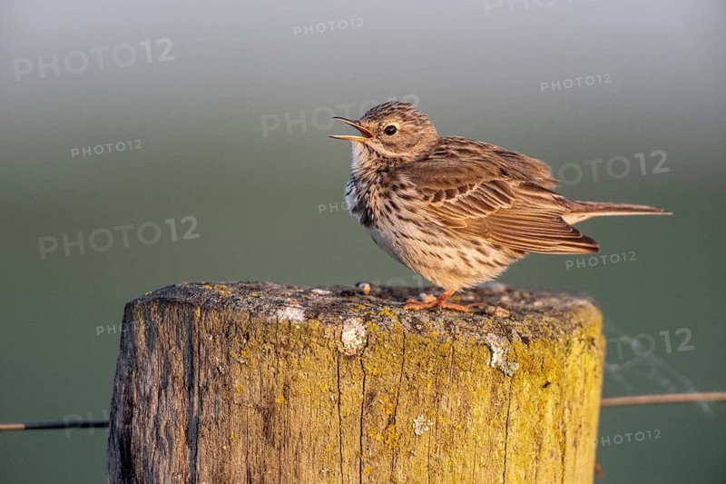Meadow Pipit (Anthus pratensis), Lower Saxony, Germany