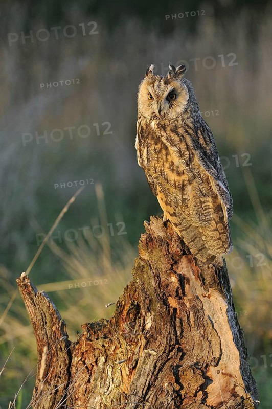 Long eared owl (Asio otus) perched on tree stump at forest's edge in evening light, England, UK